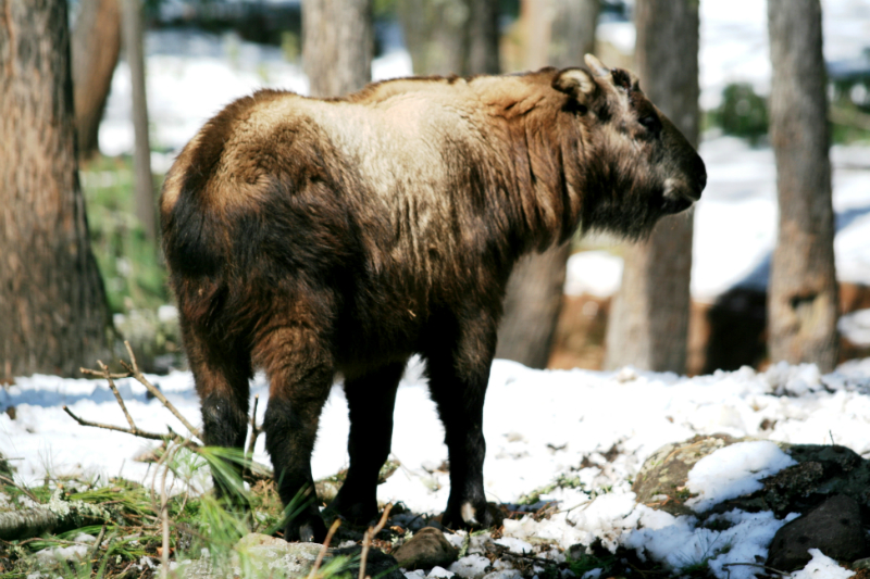 bhutan-takin-2