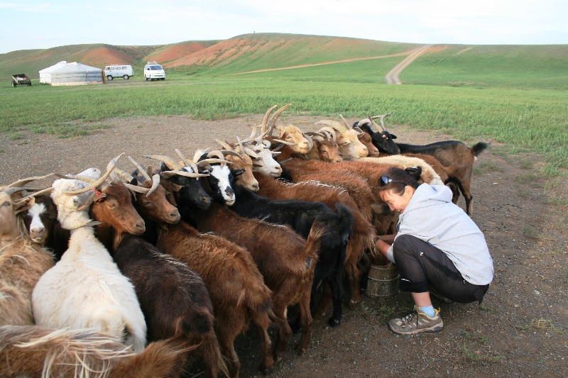 mongolia-mungitura-delle-capre