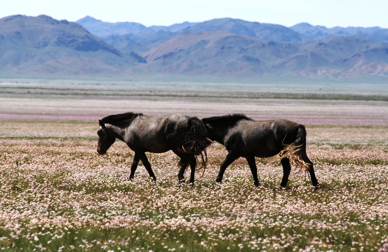 mongolia-agosto-2012-4