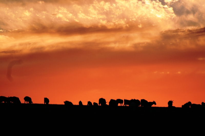 mongolia-agosto-2012-6